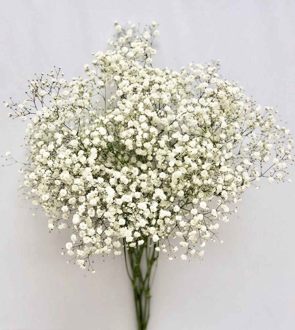 Baby Breath